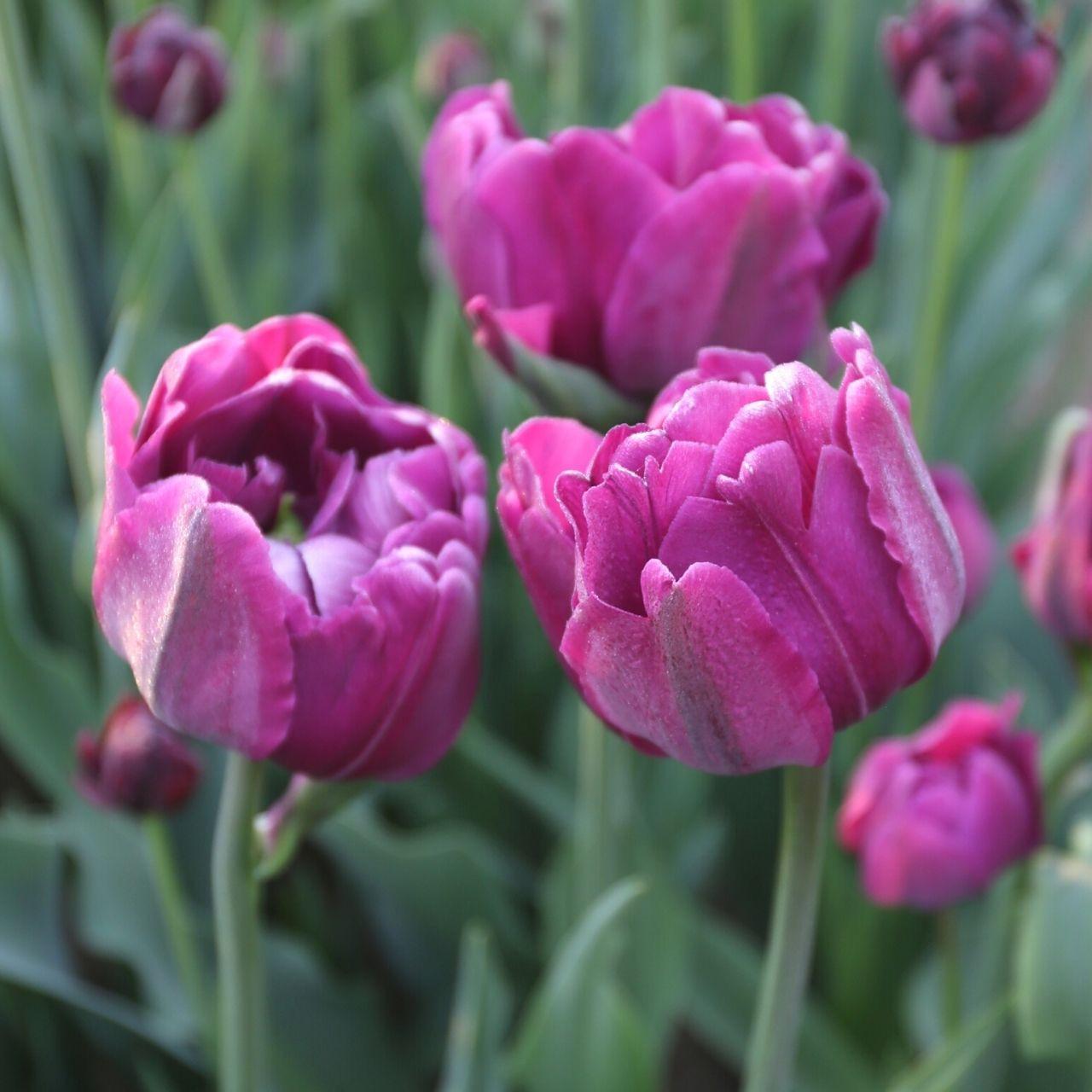 Tulip, Double Late, 'double Negrita', Purple - View 8 from www redcrocus com