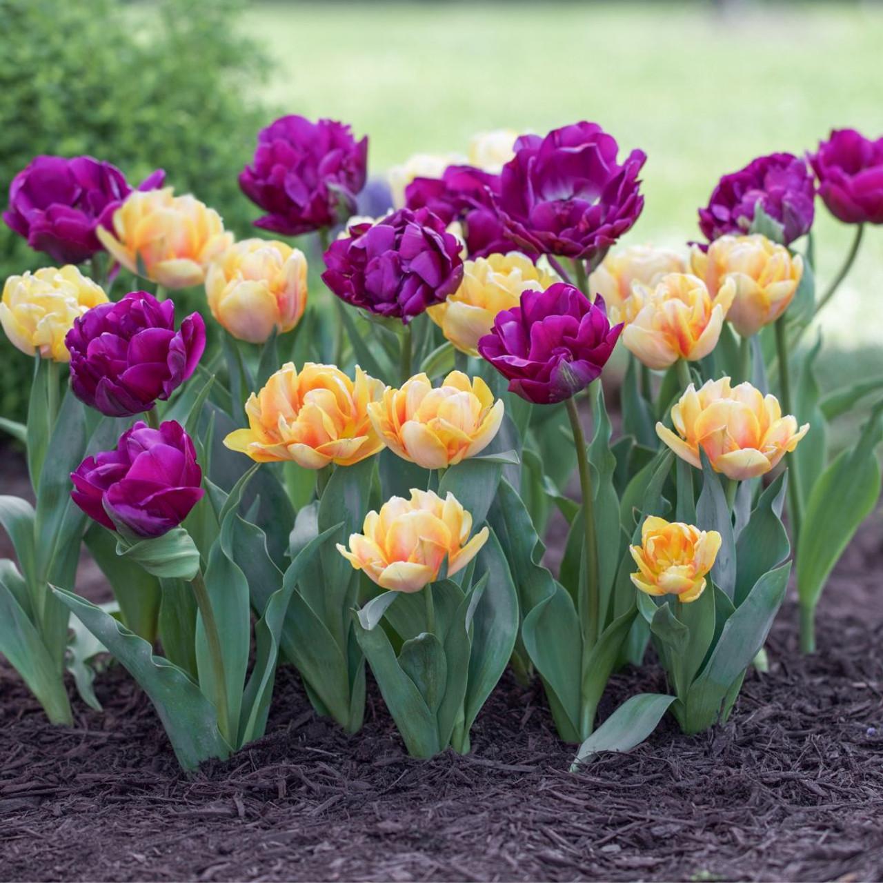 Tulip, Double Late, 'double Negrita', Purple - View 9 from www redcrocus com