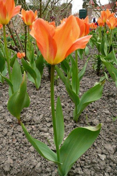 Tulip, Emperor, 'orange Emperor', Carrot Orange - View 10 from www redcrocus com
