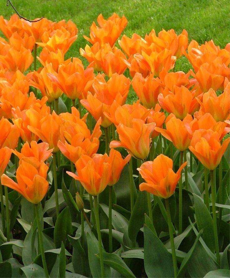 Tulip, Emperor, 'orange Emperor', Carrot Orange - View 6 from www redcrocus com