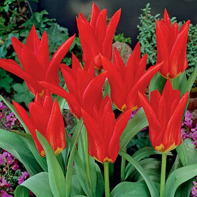 Red Emperor Tulip-Emperor Variety-Bold Spring Color 100 in Box