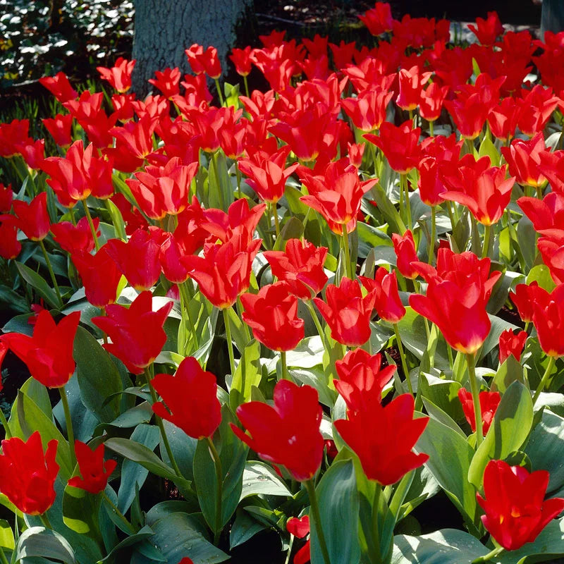 Red Emperor Tulip-Emperor Variety-Bold Spring Color 100 in Box
