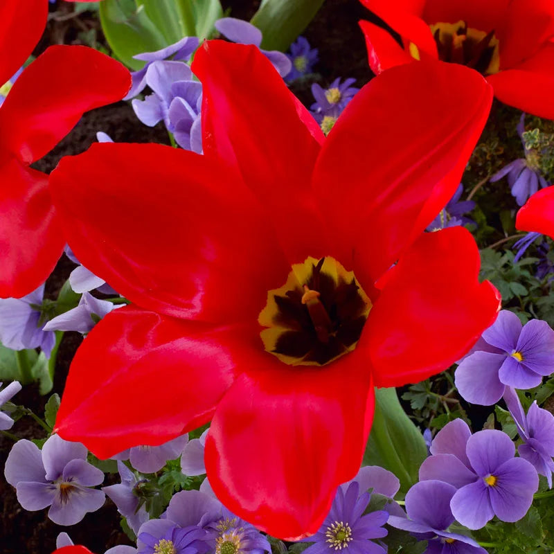 Red Emperor Tulip-Emperor Variety-Bold Spring Color 100 in Box