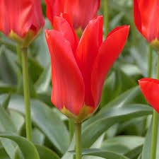 Red Emperor Tulip-Emperor Variety-Bold Spring Color 100 in Box
