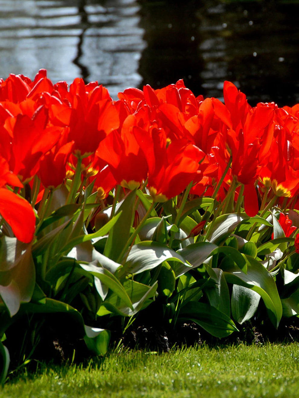 Red Emperor Tulip-Emperor Variety-Bold Spring Color 100 in Box