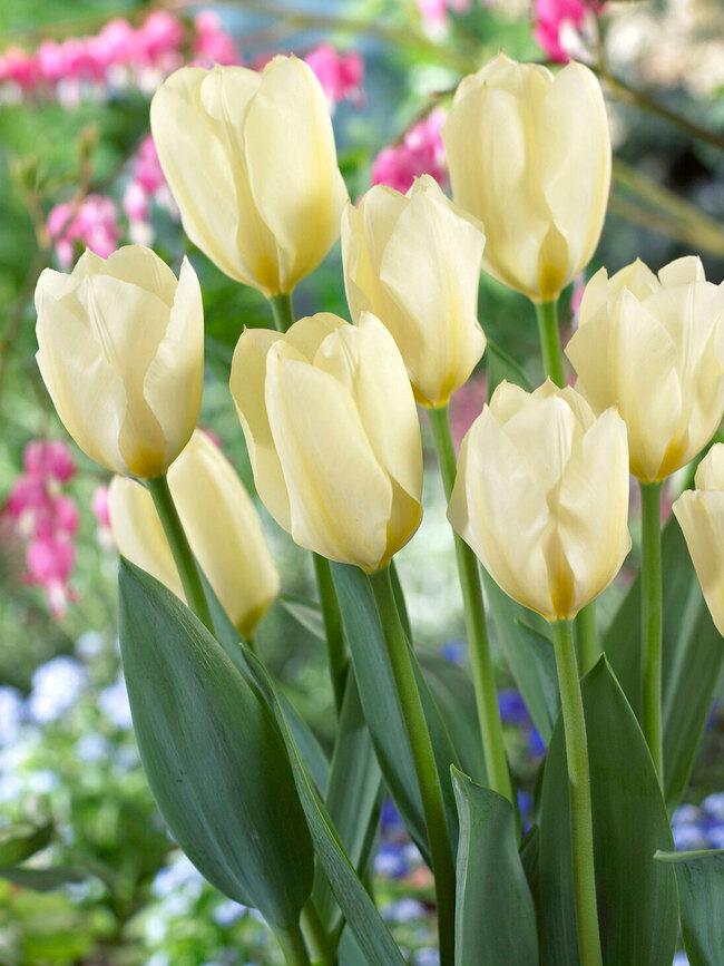 Tulip, Emperor, 'white Emperor', White - View 10 from www redcrocus com
