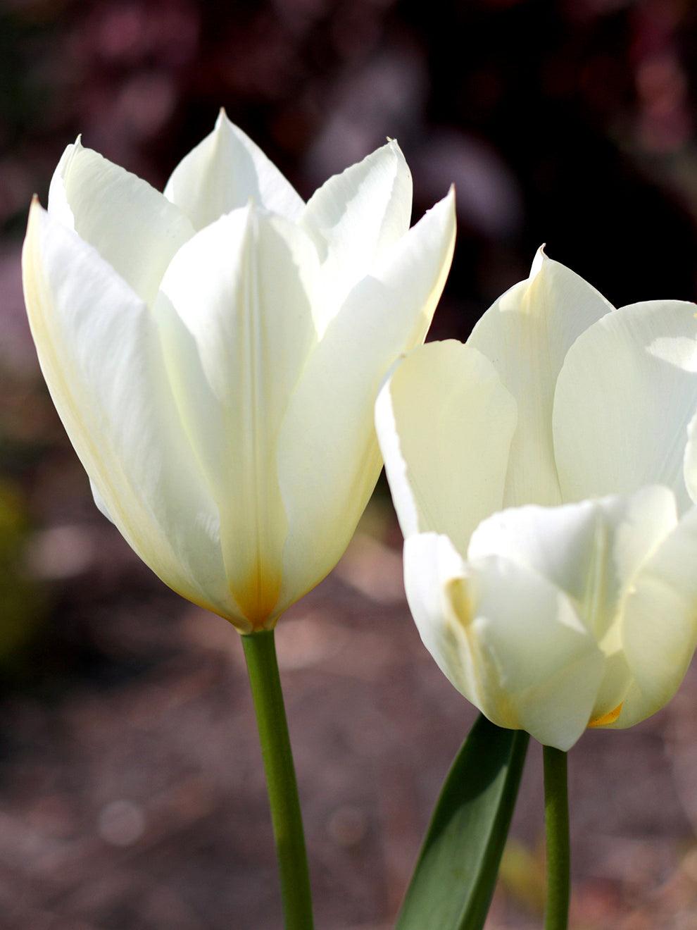 Tulip, Emperor, 'white Emperor', White - View 11 from www redcrocus com