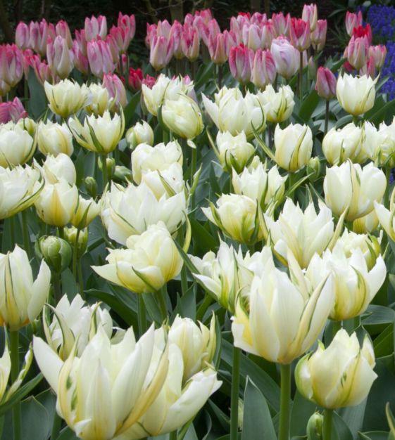 Tulip, Emperor, 'white Emperor', White - View 13 from www redcrocus com