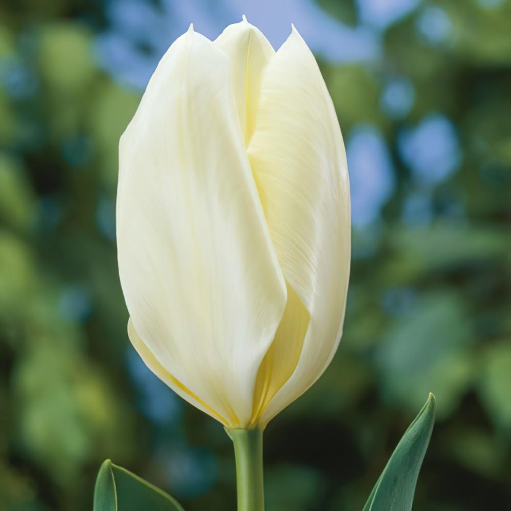 Tulip, Emperor, 'white Emperor', White - View 15 from www redcrocus com