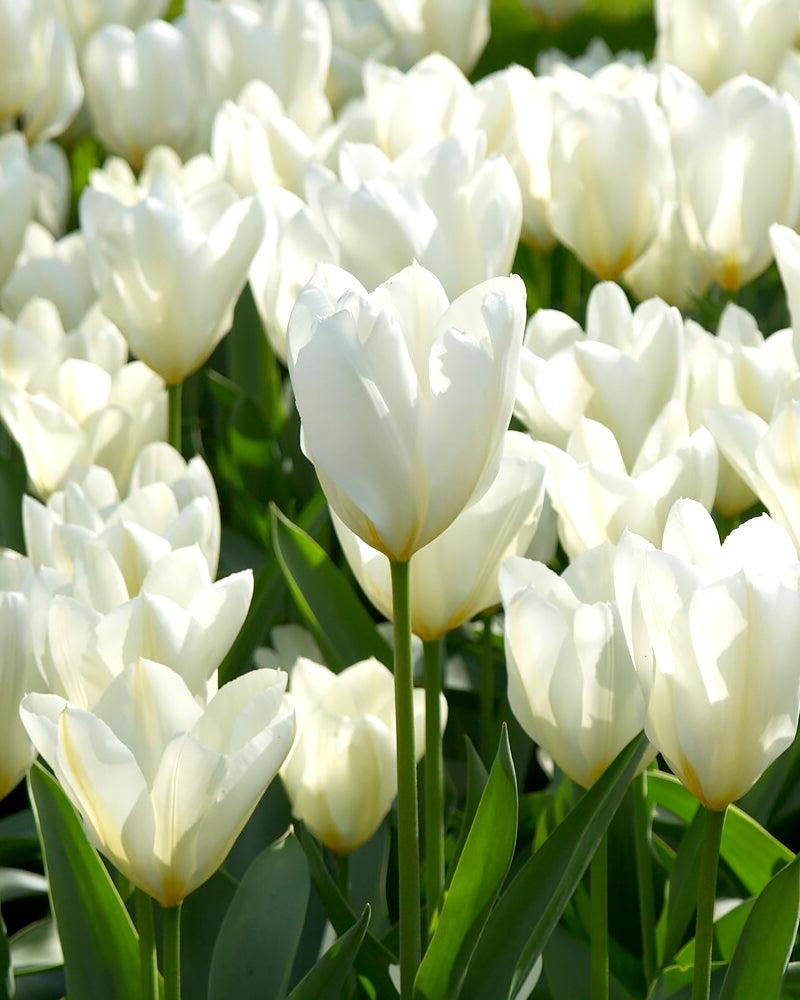 Tulip, Emperor, 'white Emperor', White - View 16 from www redcrocus com