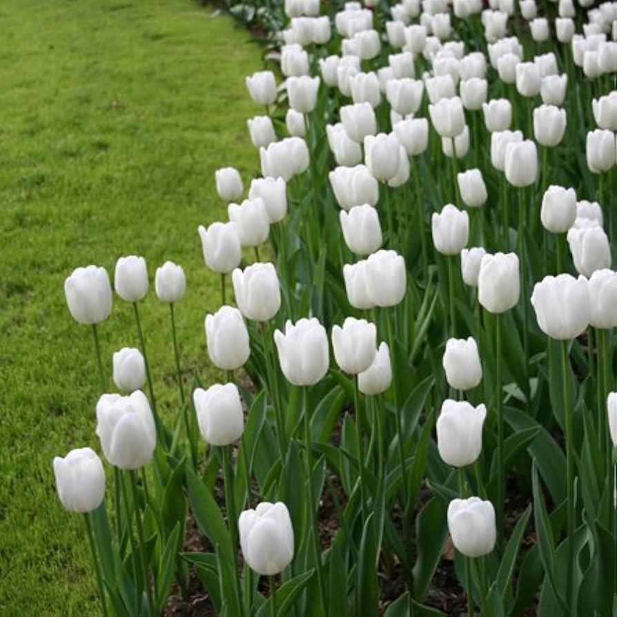 Tulip, Emperor, 'white Emperor', White - View 18 from www redcrocus com