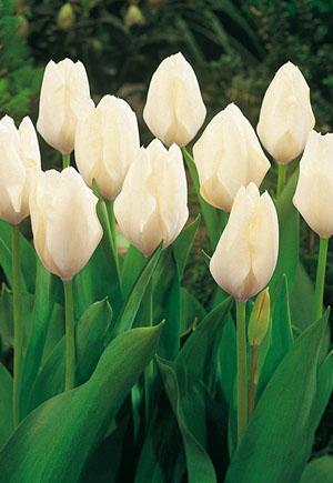 Tulip, Emperor, 'white Emperor', White - View 19 from www redcrocus com