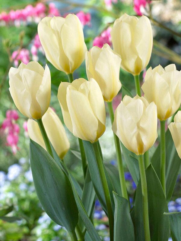 Tulip, Emperor, 'white Emperor', White - View 20 from www redcrocus com