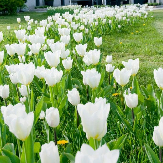 Tulip, Emperor, 'white Emperor', White - View 21 from www redcrocus com