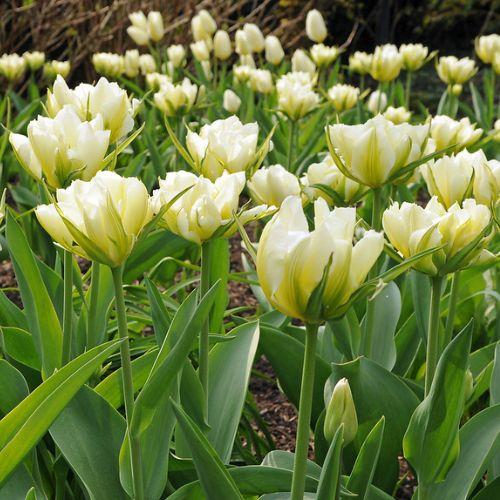 Tulip, Emperor, 'white Emperor', White - View 22 from www redcrocus com