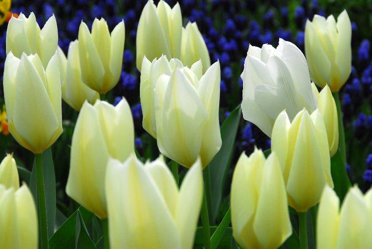 Tulip, Emperor, 'white Emperor', White - View 23 from www redcrocus com
