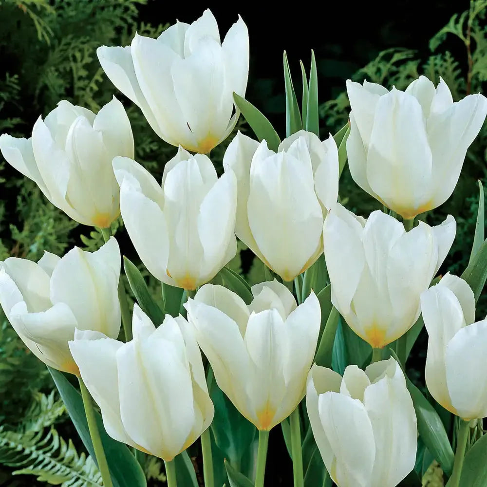 Tulip, Emperor, 'white Emperor', White - View 24 from www redcrocus com