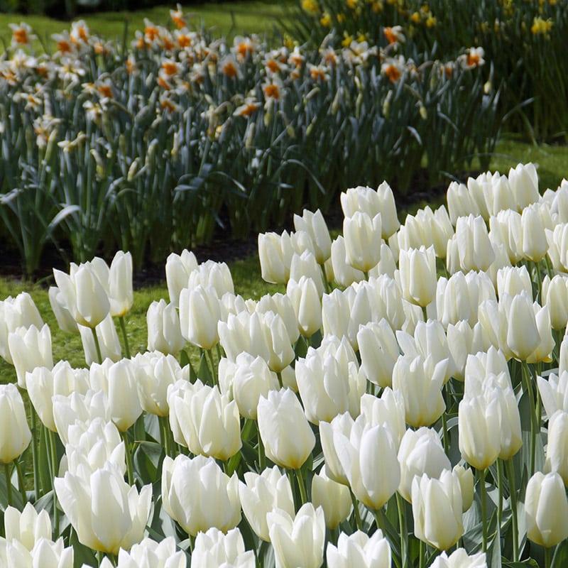 Tulip, Emperor, 'white Emperor', White - View 2 from www redcrocus com