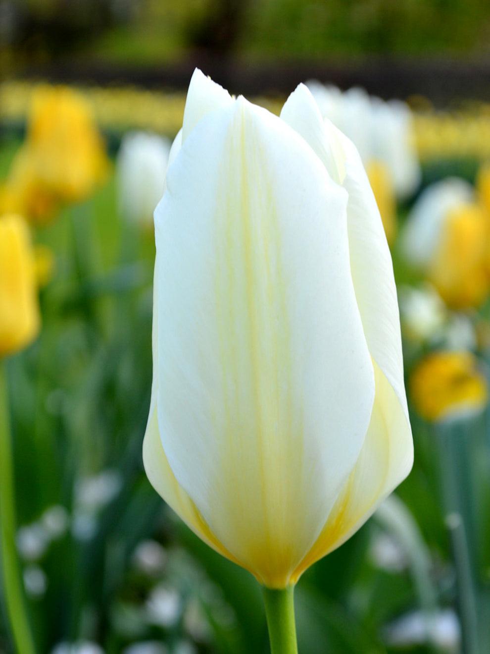 Tulip, Emperor, 'white Emperor', White - View 9 from www redcrocus com