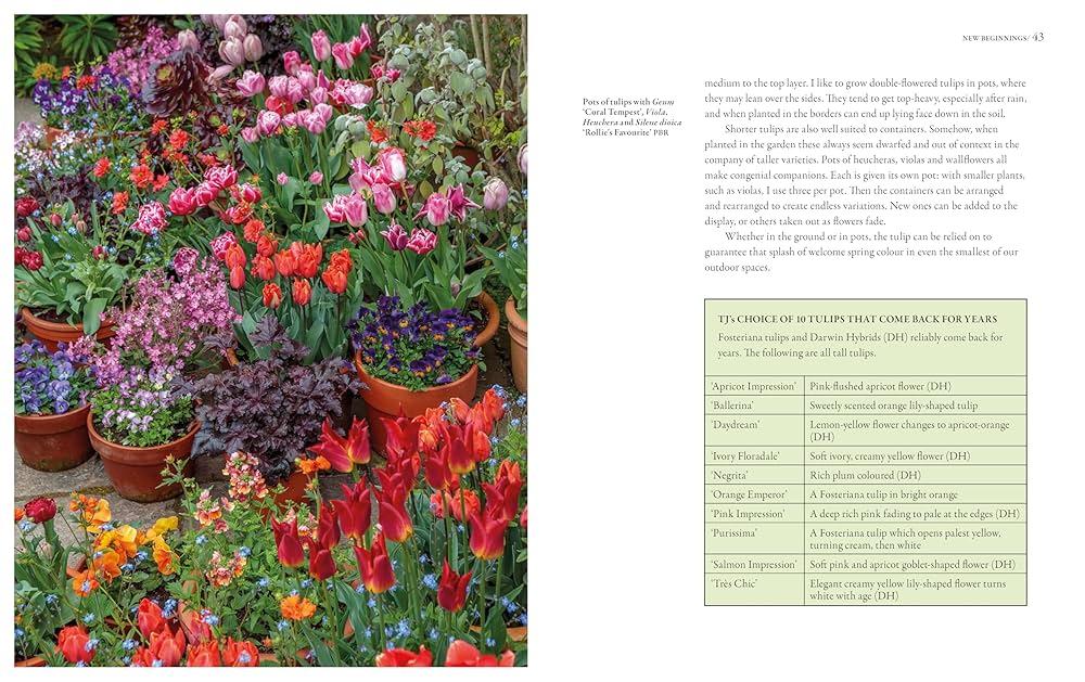 Tulip, Emperor, 'apricot Emperor', Coral Apricot - View 12 from www redcrocus com