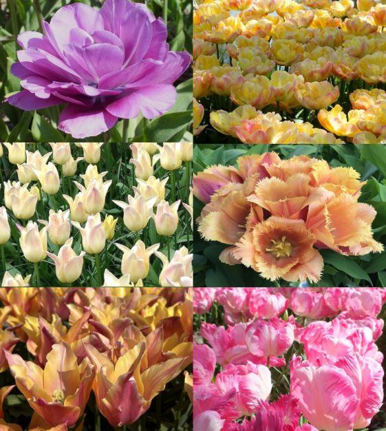 Tulip, Emperor, 'apricot Emperor', Coral Apricot - View 15 from www redcrocus com