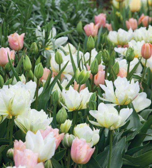 Tulip, Emperor, 'apricot Emperor', Coral Apricot - View 9 from www redcrocus com