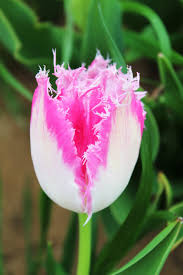 Fancy Frills Tulip-Fringed Petals-Elegant Garden Addition 125 in Box