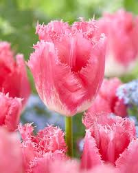Fancy Frills Tulip-Fringed Petals-Elegant Garden Addition 125 in Box