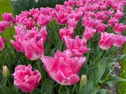 Fancy Frills Tulip-Fringed Petals-Elegant Garden Addition 125 in Box