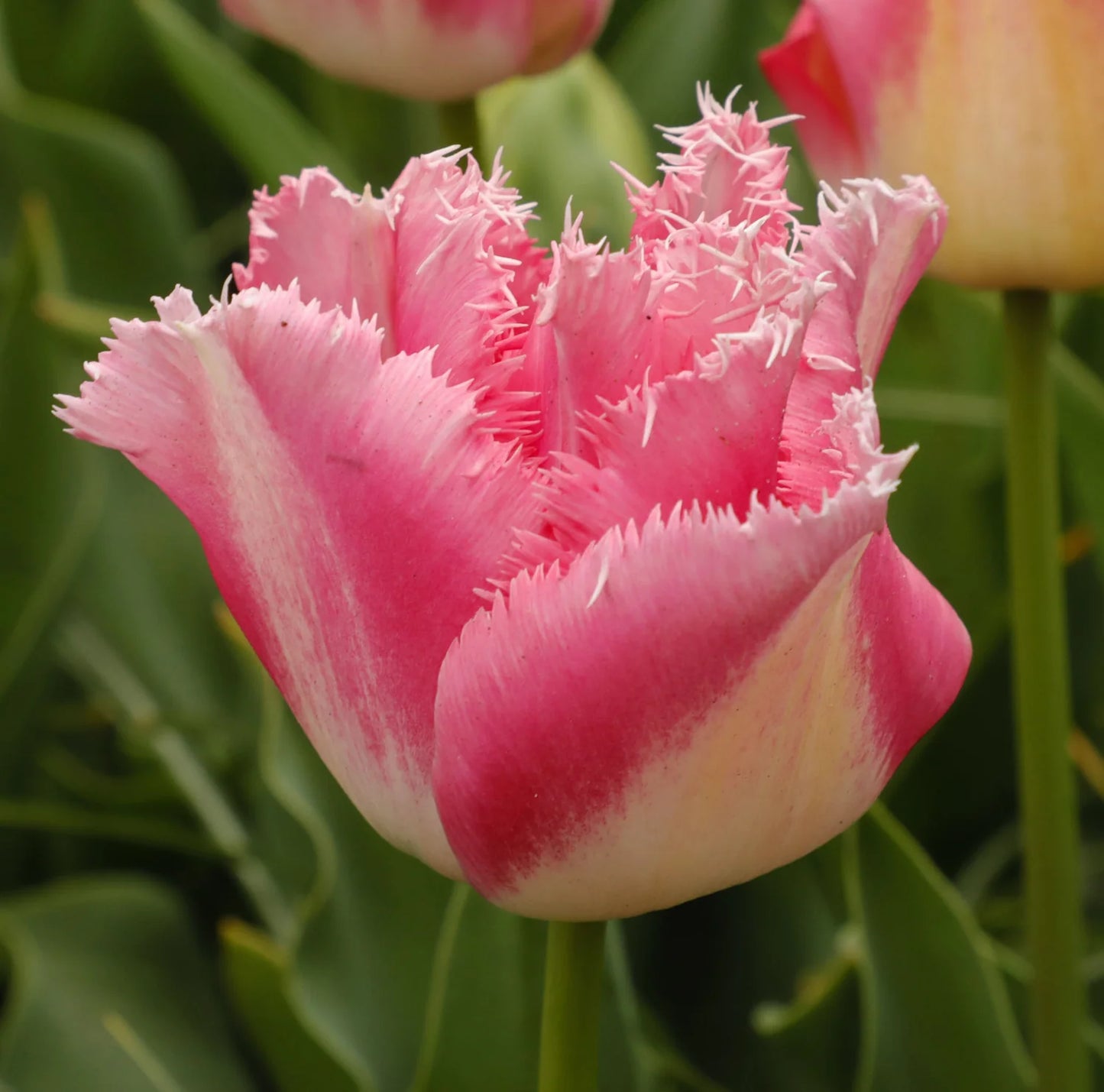 Fancy Frills Tulip-Fringed Petals-Elegant Garden Addition 125 in Box