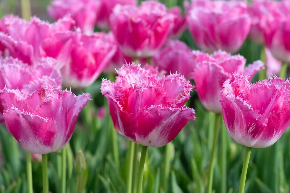 Fancy Frills Tulip-Fringed Petals-Elegant Garden Addition 125 in Box