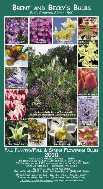 Tulip, Lily Flowerbulbs Ing, 'white Triumphator', Bright White - View 3 from www redcrocus com