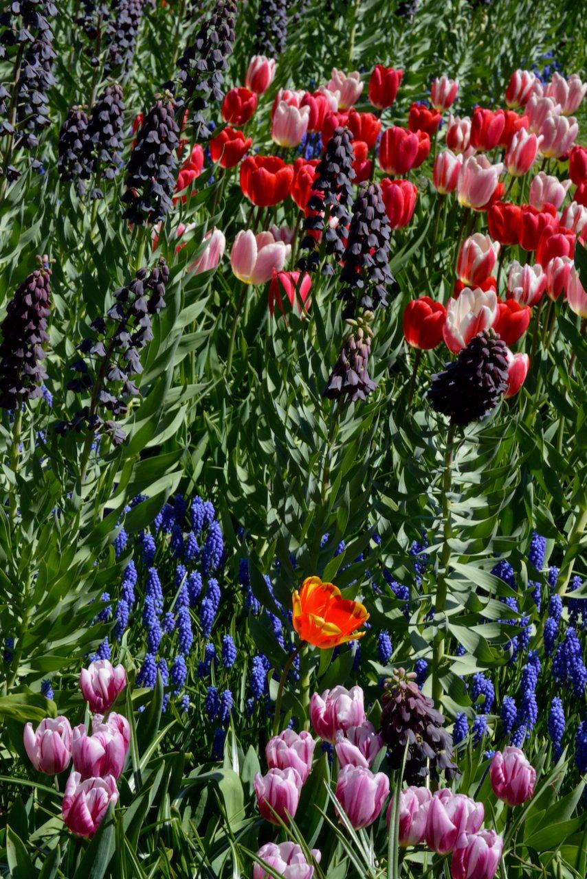 Tulip, Mixture, Lily Flowerbulbs Ing, All Colors - View 12 from www redcrocus com