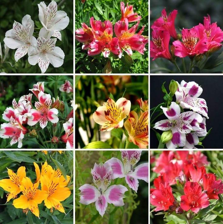 Tulip, Mixture, Lily Flowerbulbs Ing, All Colors - View 1 from www redcrocus com