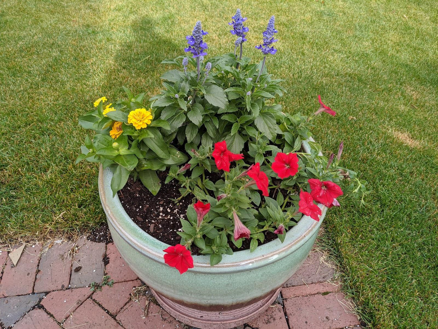 Tulip, Mixture, Lily Flowerbulbs Ing, All Colors - View 25 from www redcrocus com