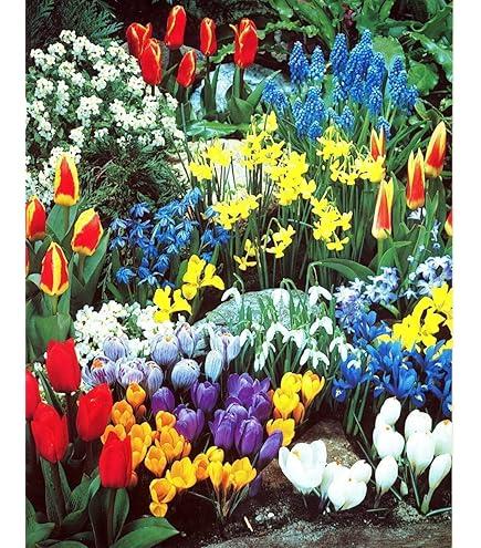 Tulip, Mixture, Lily Flowerbulbs Ing, All Colors - View 4 from www redcrocus com