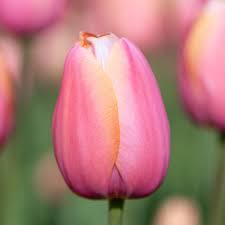 Menton Single Late Tulip-Salmon Pink Edged with Orange-Perfect for Borders and Arrangements 100 in Box