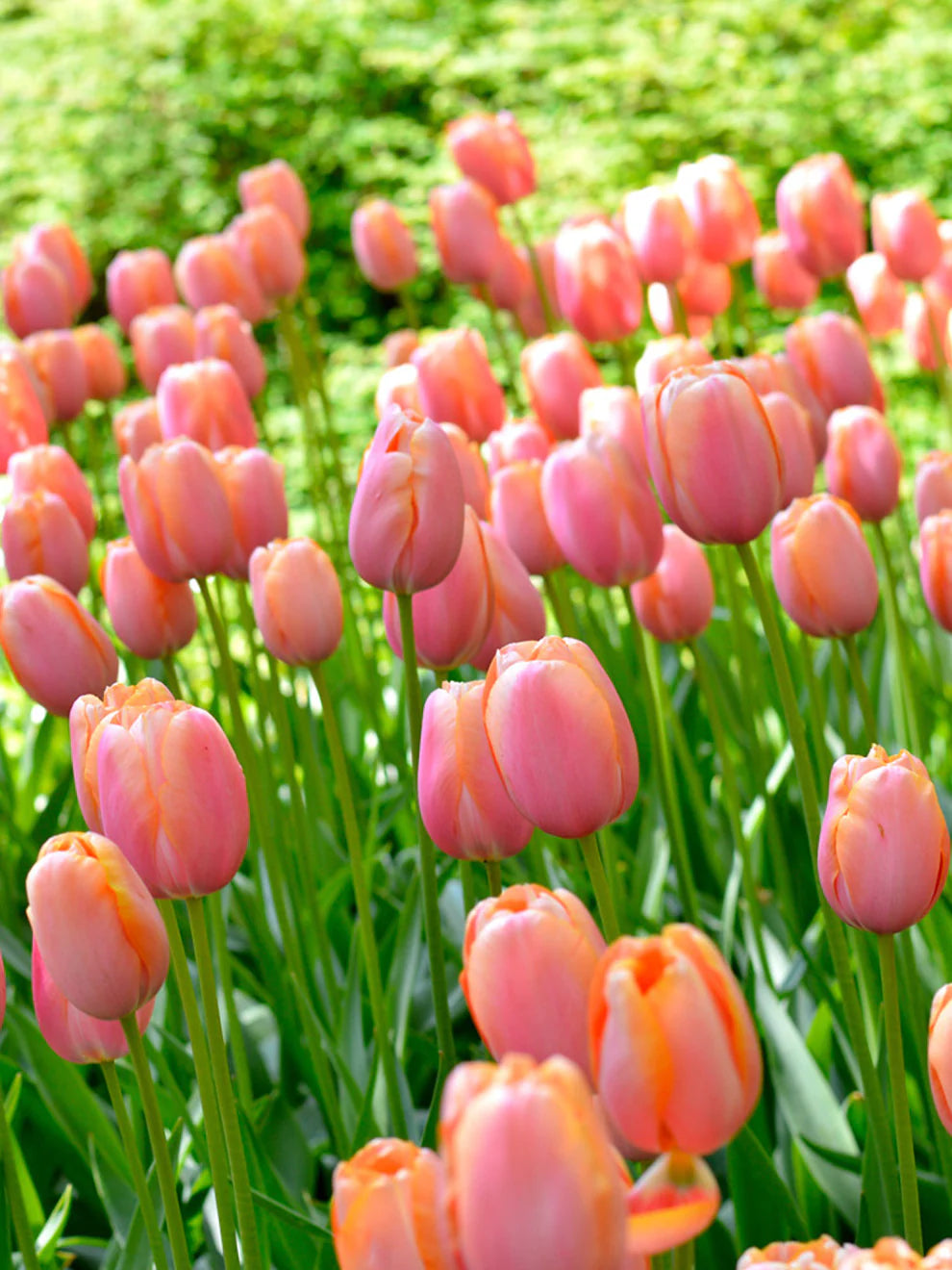 Menton Single Late Tulip-Salmon Pink Edged with Orange-Perfect for Borders and Arrangements 100 in Box
