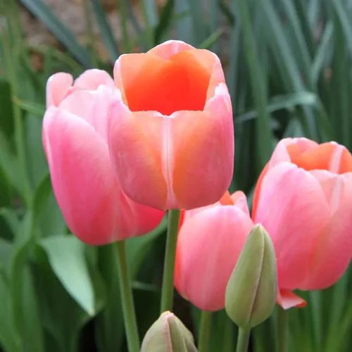 Menton Single Late Tulip-Salmon Pink Edged with Orange-Perfect for Borders and Arrangements 100 in Box