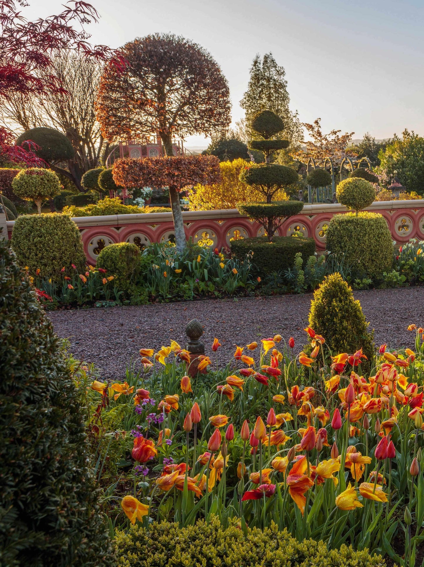 Tulip, Sbulbs Ingle Late, 'menton', Salmon Pbulbs Ink Edged With Soft Orange - View 17 from www redcrocus com
