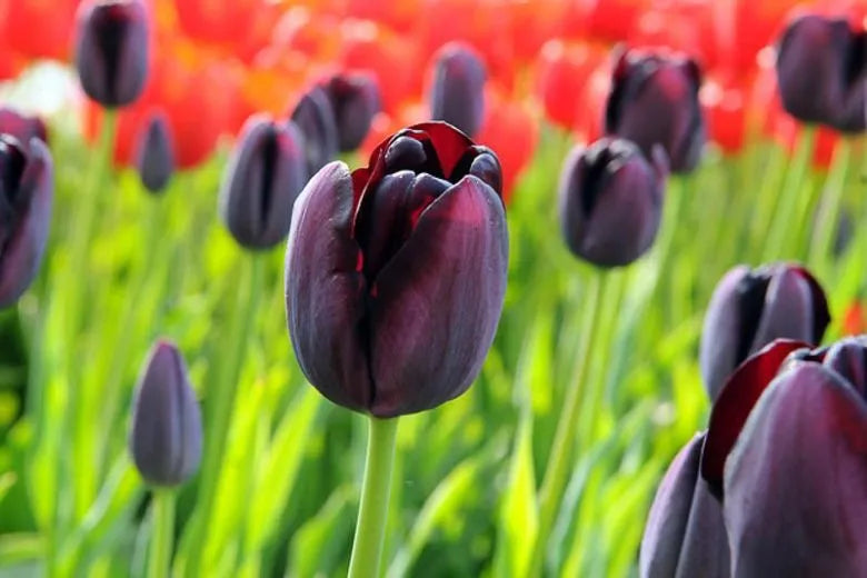 Tulip, Sbulbs Ingle Late, 'queen Of Night', Velvety Black Maroon - View 12 from www redcrocus com