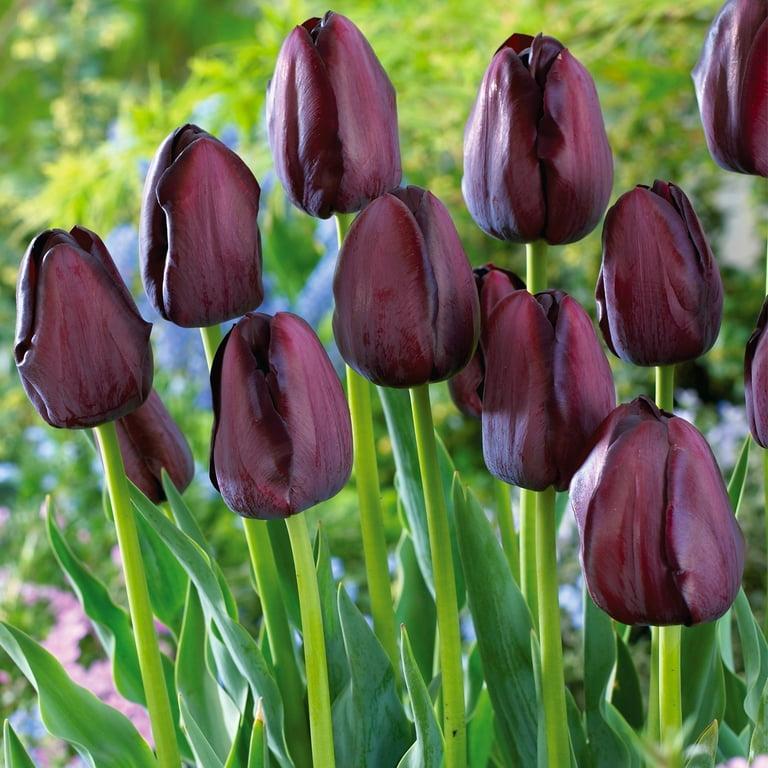 Tulip, Sbulbs Ingle Late, 'queen Of Night', Velvety Black Maroon - View 13 from www redcrocus com
