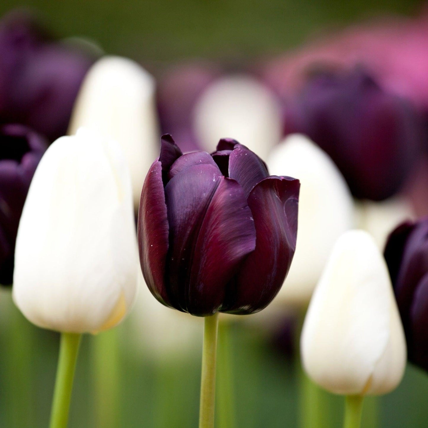 Tulip, Sbulbs Ingle Late, 'queen Of Night', Velvety Black Maroon - View 20 from www redcrocus com