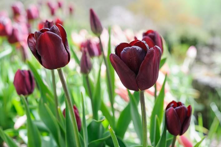 Tulip, Sbulbs Ingle Late, 'queen Of Night', Velvety Black Maroon - View 23 from www redcrocus com