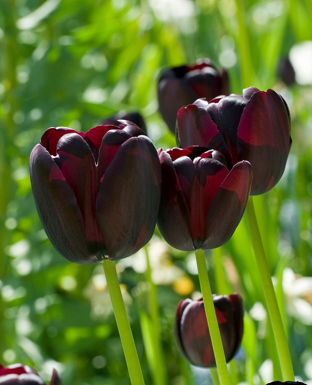 Tulip, Sbulbs Ingle Late, 'queen Of Night', Velvety Black Maroon - View 2 from www redcrocus com