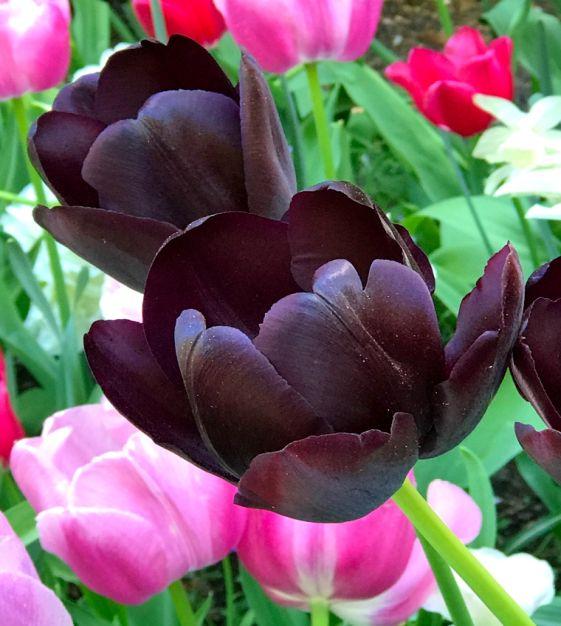 Tulip, Sbulbs Ingle Late, 'queen Of Night', Velvety Black Maroon - View 7 from www redcrocus com