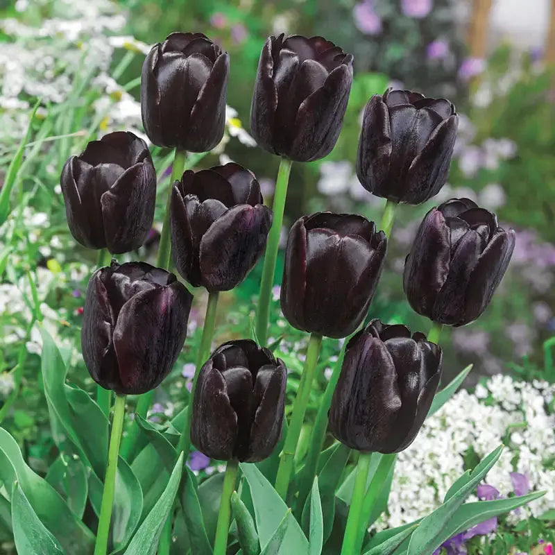 Tulip, Sbulbs Ingle Late, 'queen Of Night', Velvety Black Maroon - View 8 from www redcrocus com