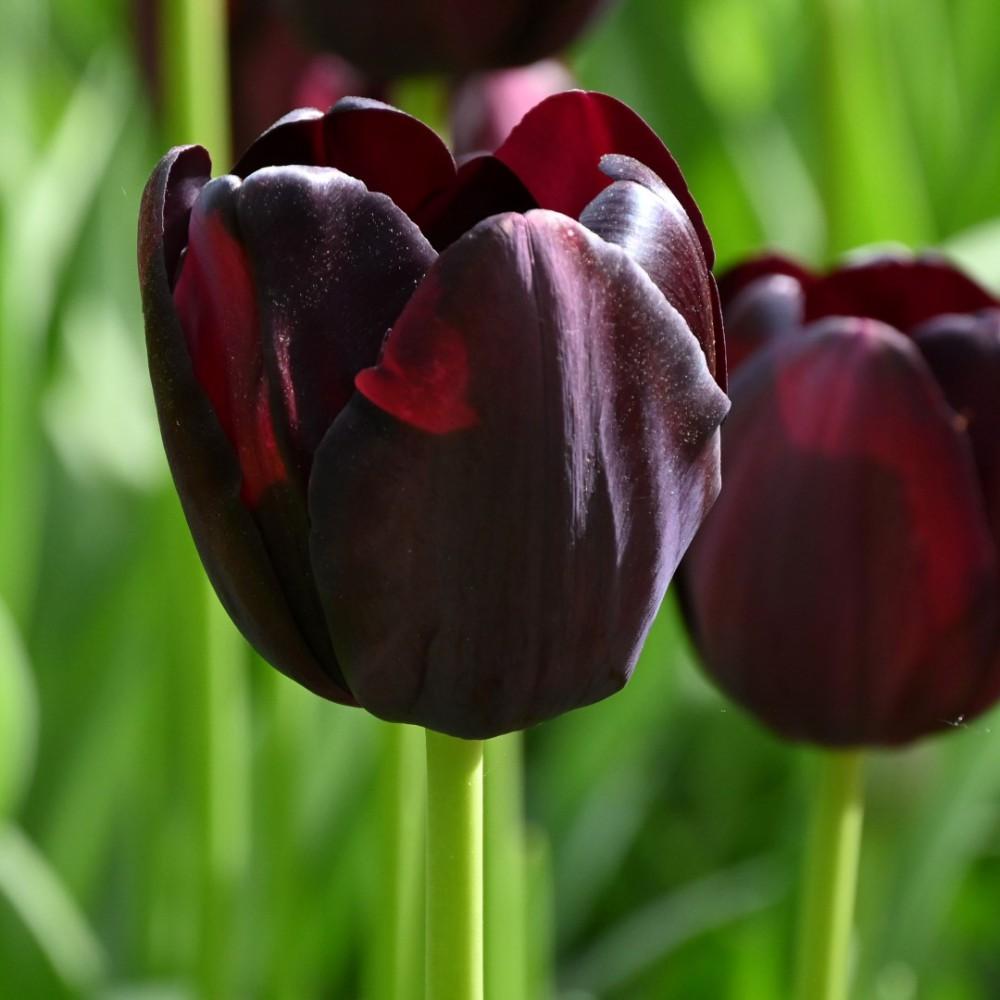 Tulip, Sbulbs Ingle Late, 'queen Of Night', Velvety Black Maroon - View 9 from www redcrocus com