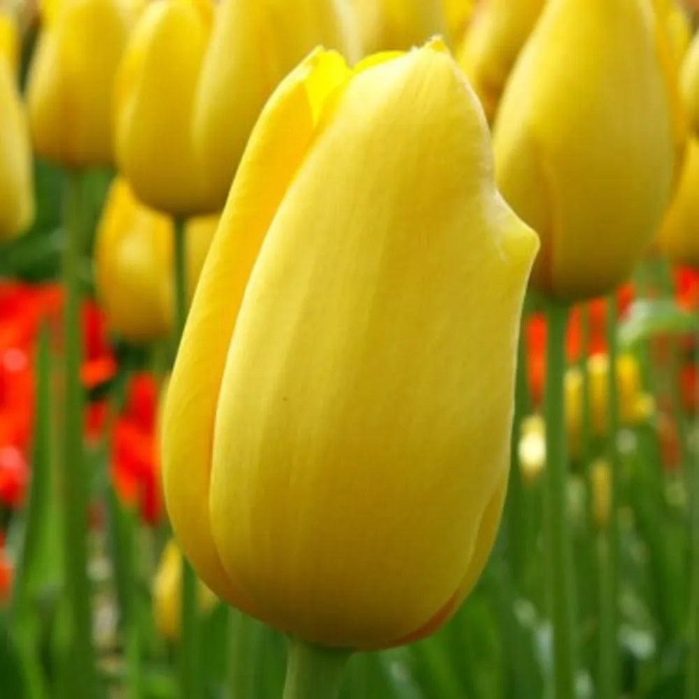 Tulip, Sbulbs Ingle Late, 'big Smile', Lemon Yellow - View 10 from www redcrocus com