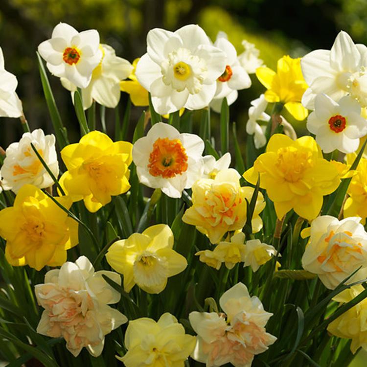 Tulip, Sbulbs Ingle Late, 'big Smile', Lemon Yellow - View 15 from www redcrocus com